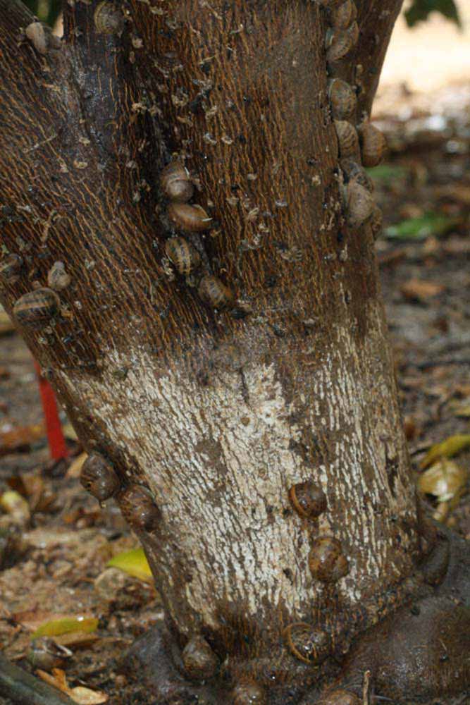            Bark (Riverside, CA)   